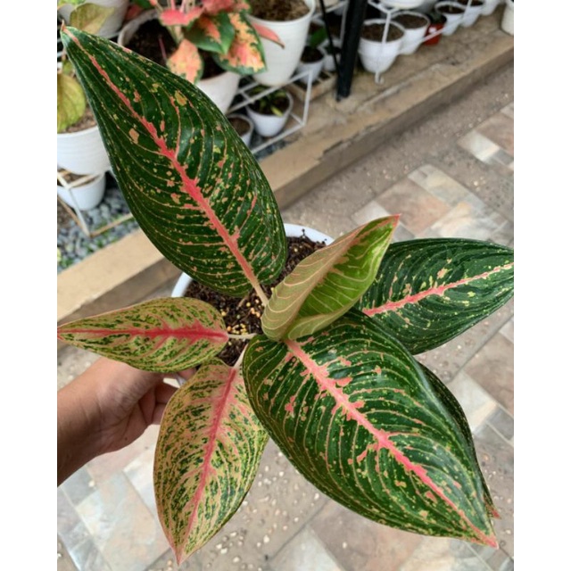 aglonema green legacy