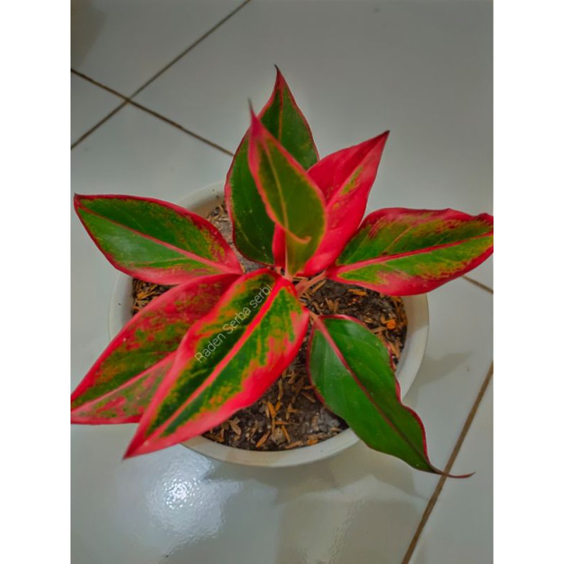 COD Aglonema Lipstik - Pohon Aglonema Lipstik