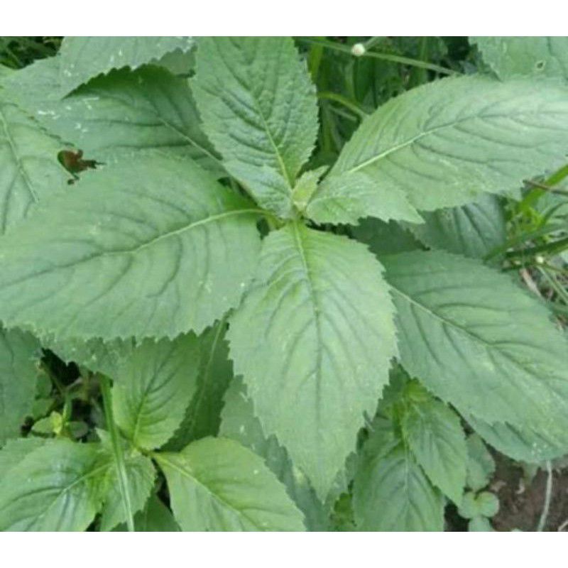 

DAUN SINTRONG 20 pcs