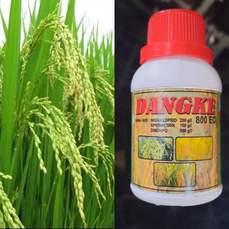insektisida sawah | obat walang | obat wereng | hama ulat-1