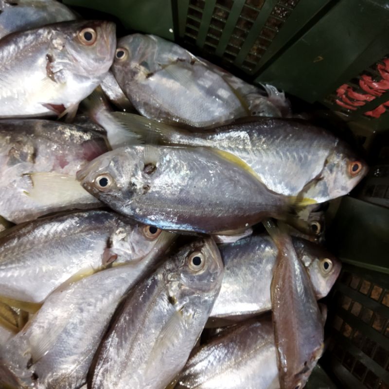 

Ikan Bagas Segar 1Kg Ikan Harian Segar Dan BERGARANSI