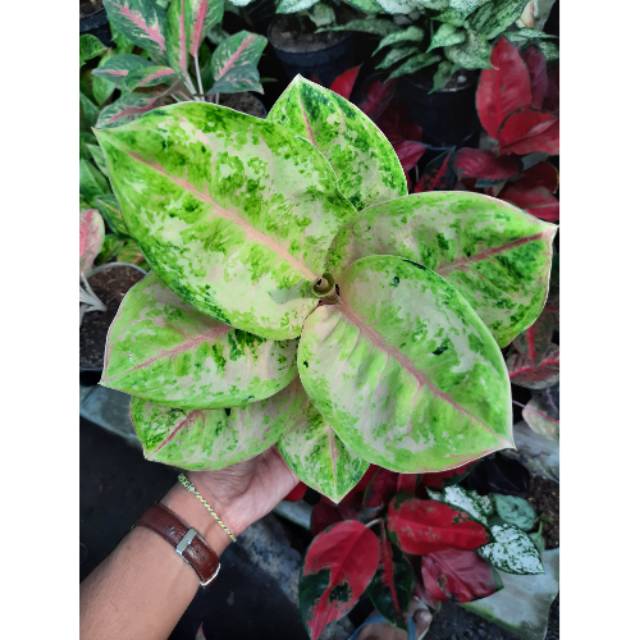 Tanaman Hias Bunga Aglonema Ayu Green Termurah Aglonema Aglaonema Bunga Hias Import Tanaman Hias Hid