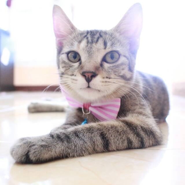 Dasi kupu-kupu motif stip pink untuk kucing dan anjing / baju kucing murah brand bakuta lucu imut