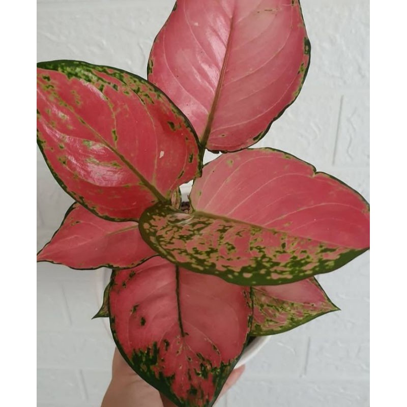 Bibit bonggol aglonema pink catrina / Benih tanaman hias aglonema pink catrina