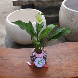 Tanaman hias dalam ruangan KOKEDAMA bunga peace lily ...