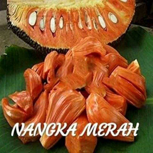 BIBIT NANGKA MERAH SUPER