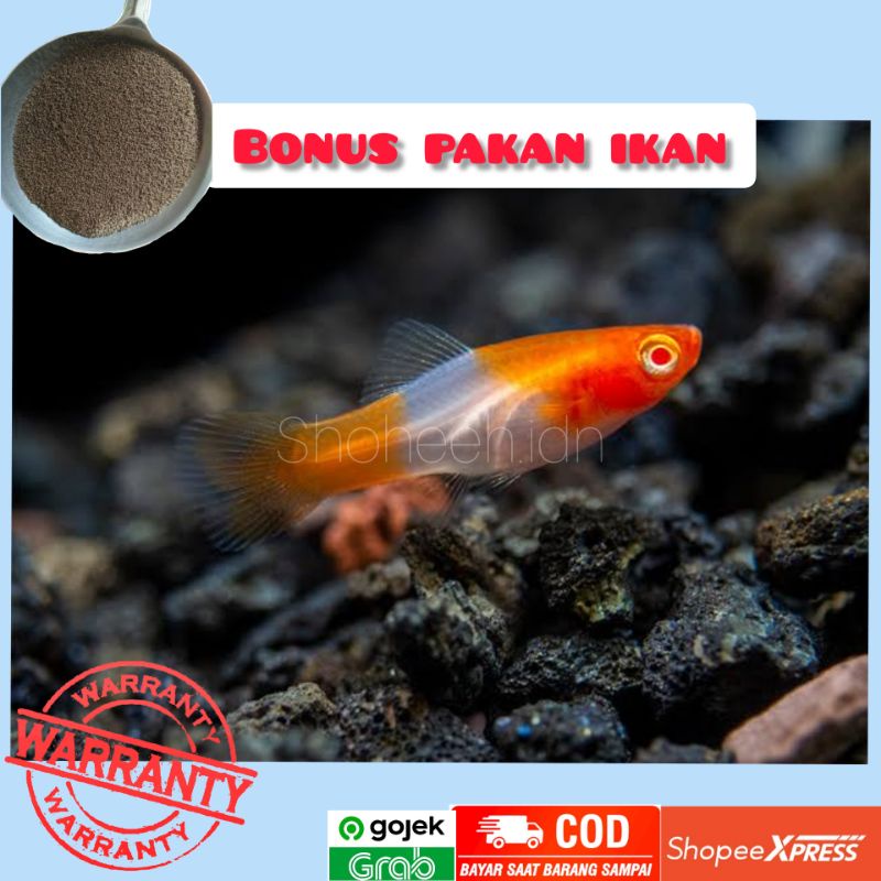Platy Santa Clause