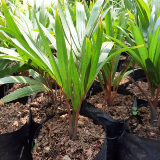 Palem  merah - pohon palem merah-bibit pohon palem