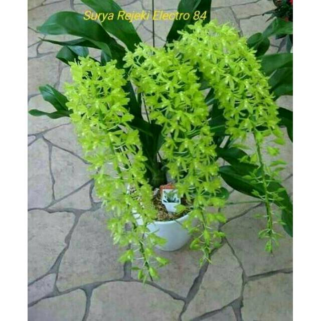 Anggrek Grammatophyllum Citrinum | Shopee Indonesia