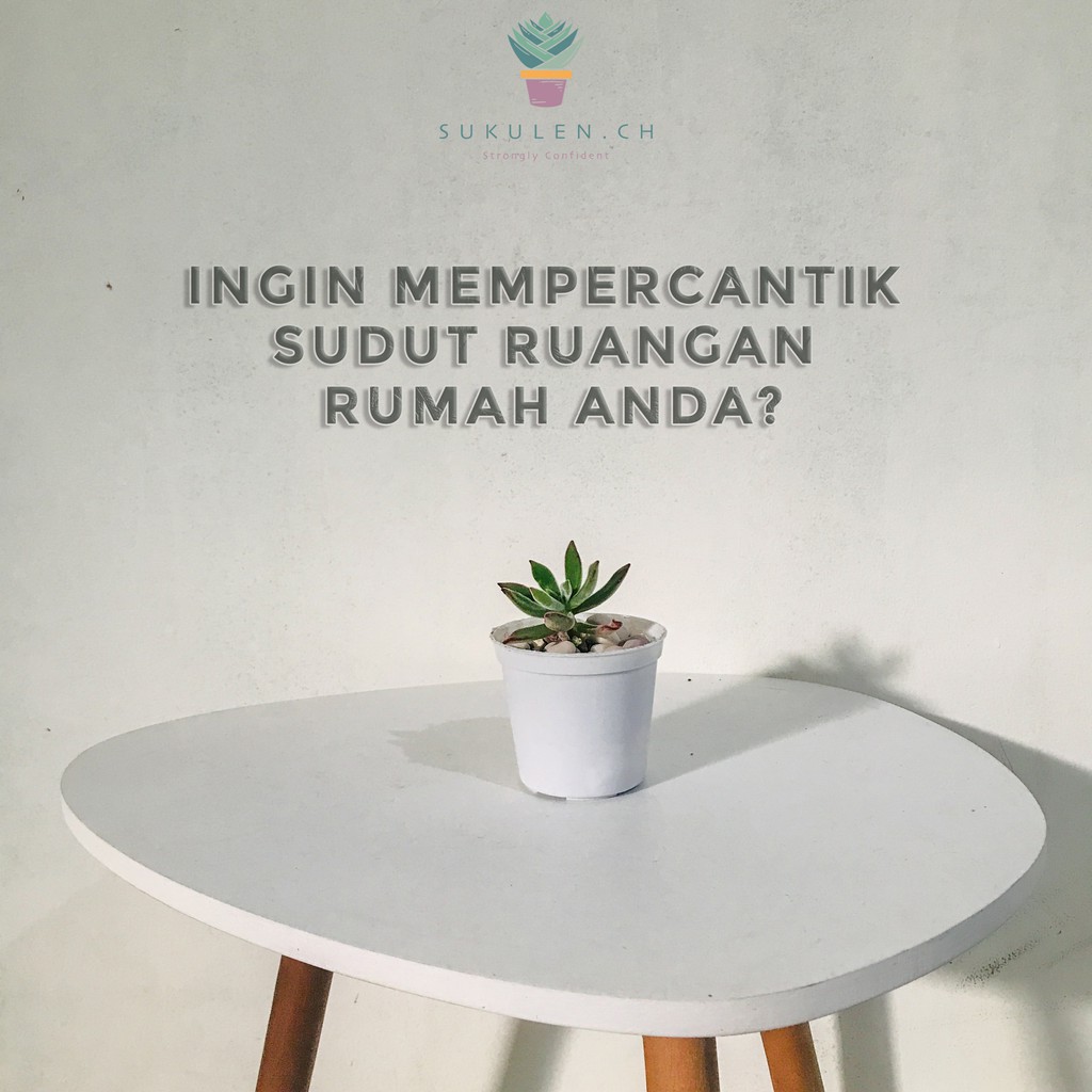 Sukulen dan Kaktus Mini RANDOM Dipilihkan Yang Terbaik