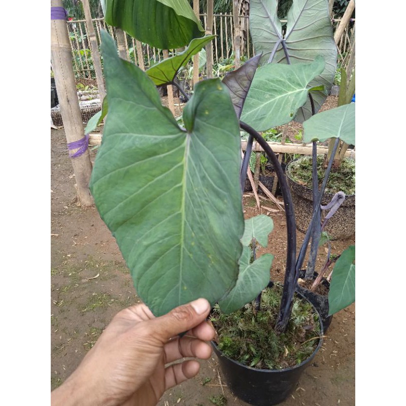 keladi hias batang hitam