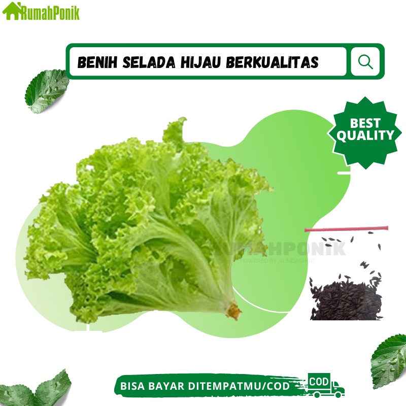 Ratusan Benih Sayuran Selada Keriting Hijau / Benih Selada Hijau / Bibit Selada Hijau