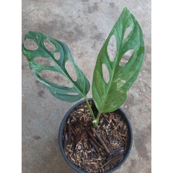 Monstera Adansonii Variegata Lokal / janbol variegata lokal