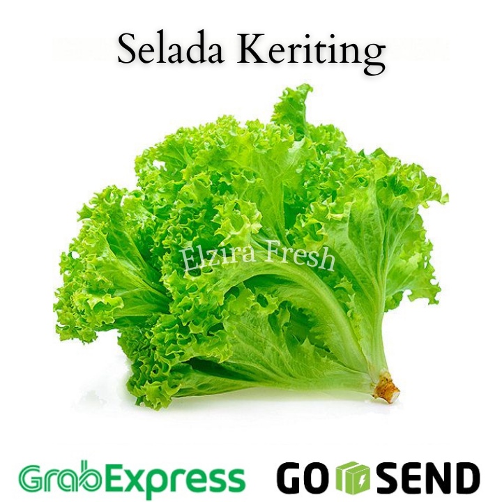 

Daun Selada Keriting Segar/ Selada Lalapan 250gr (Elzira Fresh)