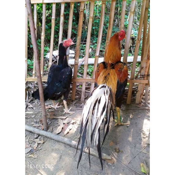 Telur ayan bangkok F1. ekor lidi. Ayam bangkok ayam hias. Aym kontes. Ayam aduan untuk di tetaskan. 