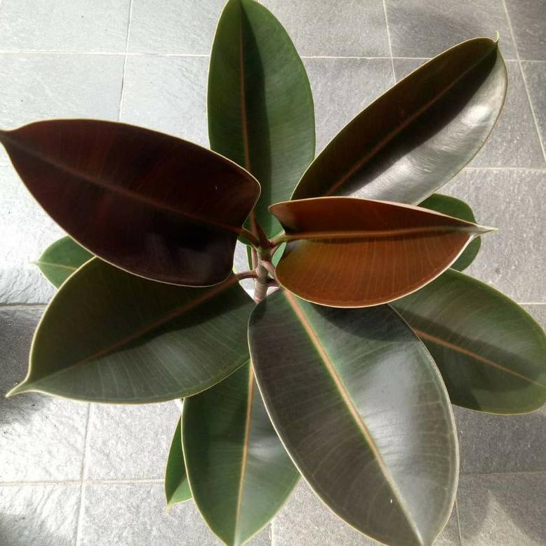 Pohon Karet Jepang Merah, Pohon Karet Kebo Merah Tanaman Karet Kebo