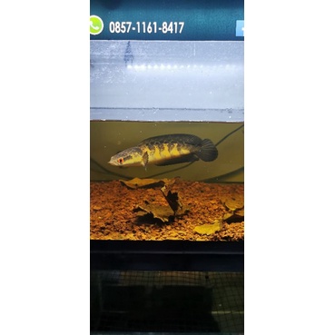 Ikan Channa Red Barito size 20cm bunga