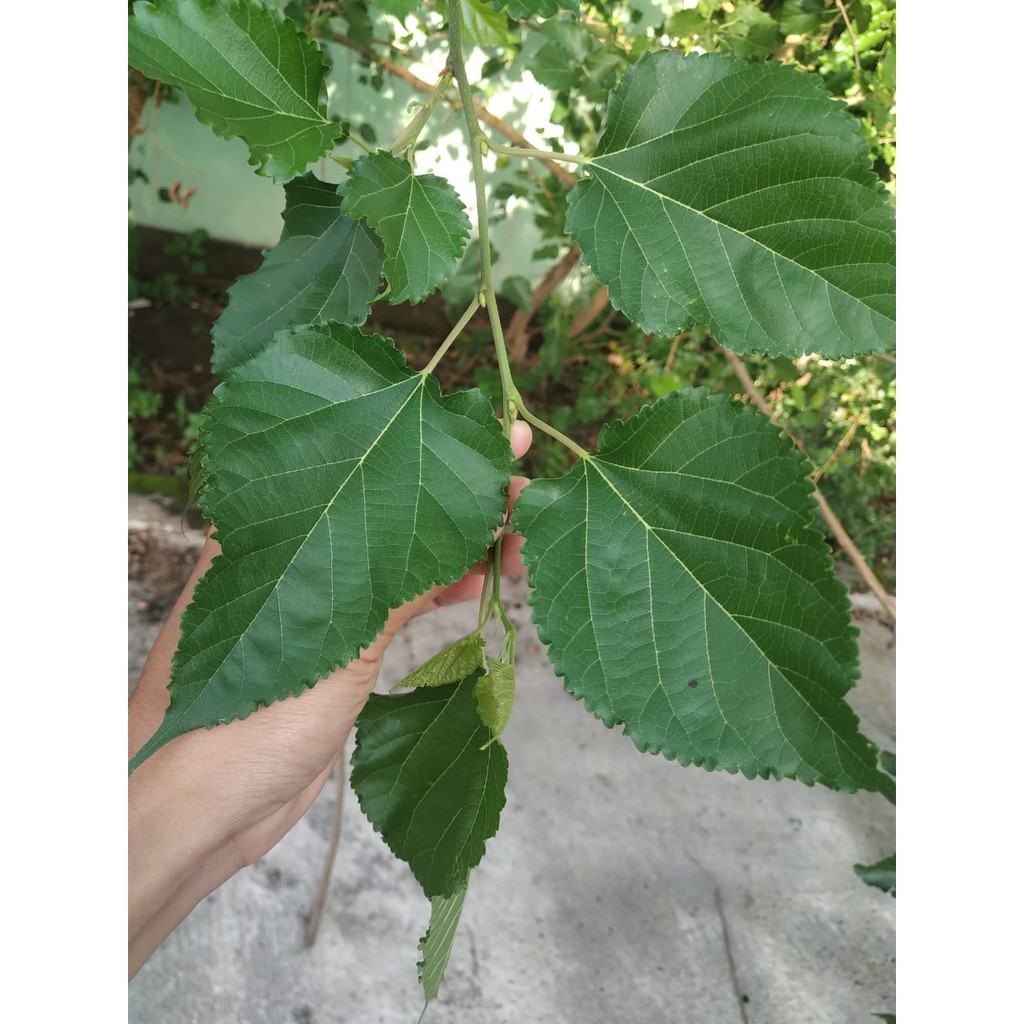 

daun murbei segar NON PESTISIDA 20 lembar untuk herbal