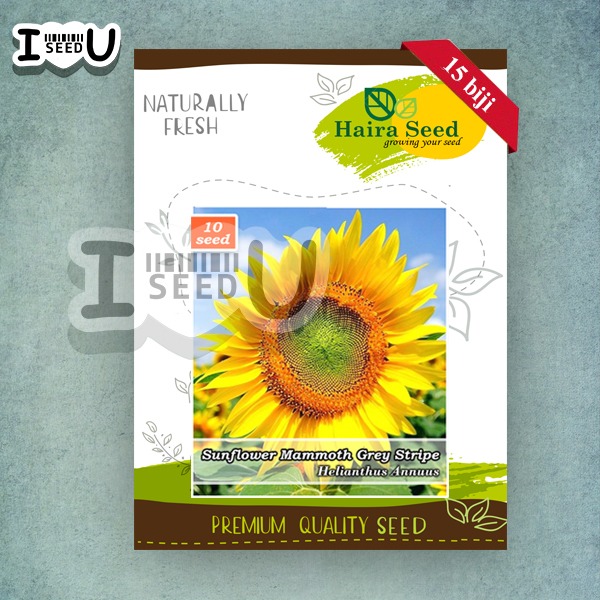 Haira Seed Bibit-Biji Bunga Matahari Mammoth Grey Stripe