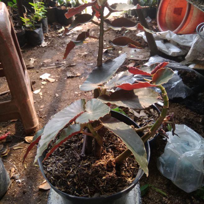 tanaman bunga hias begonia merah begonia tanaman bunga pot indoor tanaman hias indoor