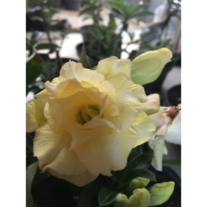 Adenium Obesum Grafting Bunga Tumpuk warna Yellow