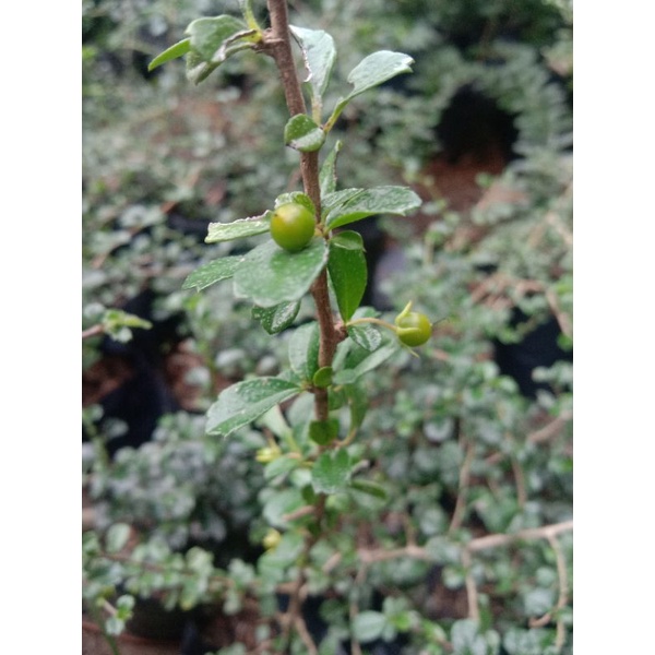 Hokiantea mikro buah