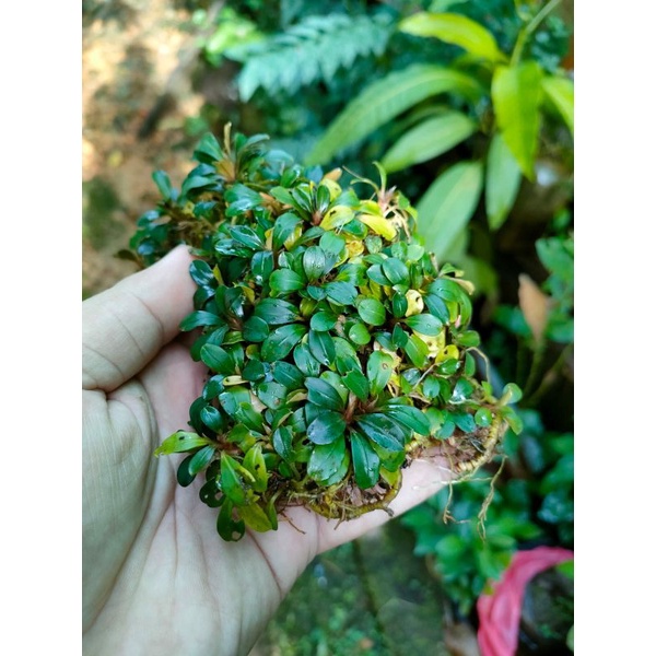 Buce mini coin  murah (beli 5 gratis 1) porsi mika 10x12
