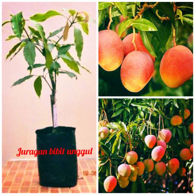 Bibit mangga gedong gincu  super