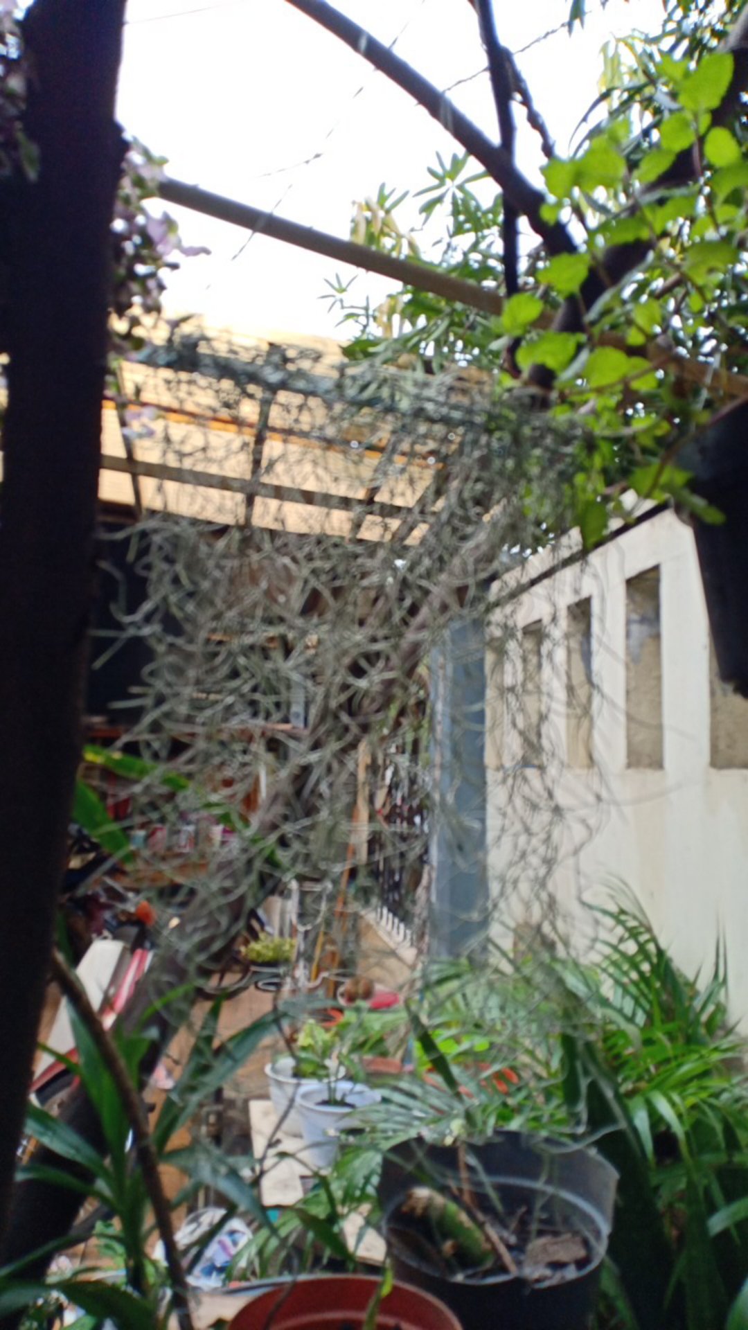 Tanaman Hias Gantung Bunga Ivy Varigata / Hedera Helix Glacier