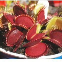 Tanaman Karnivora Venus Flytrap B52