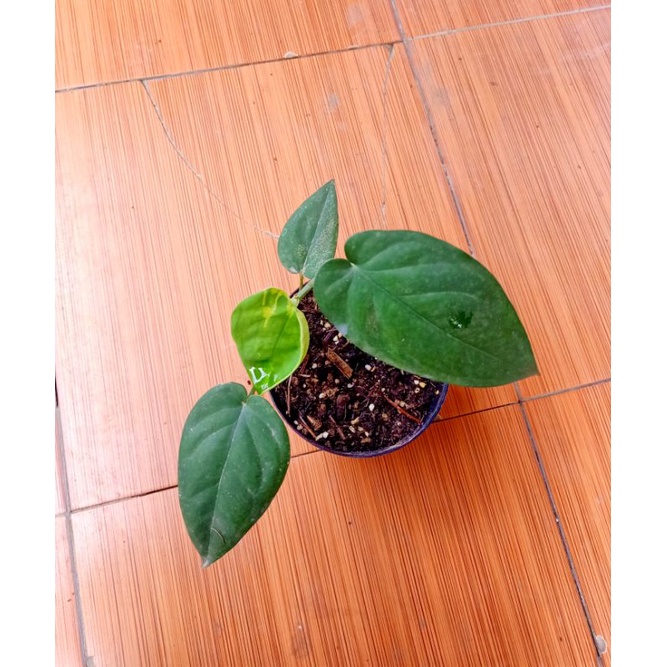 syngonium chiapense