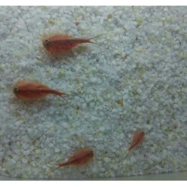 Instant creature Triops longicaudatus mutation red