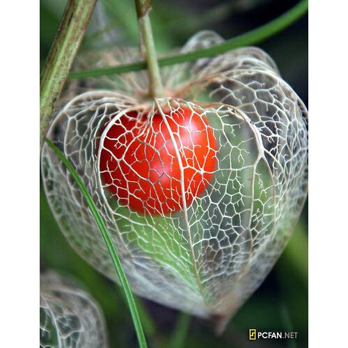 Benih Bibit Biji - Chinese Red Lantern Berries (Physalis alkekengi) Seeds - IMPORT UK