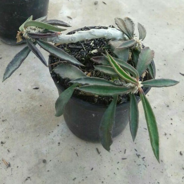 

Euphorbia cylindrifolia tuberifera