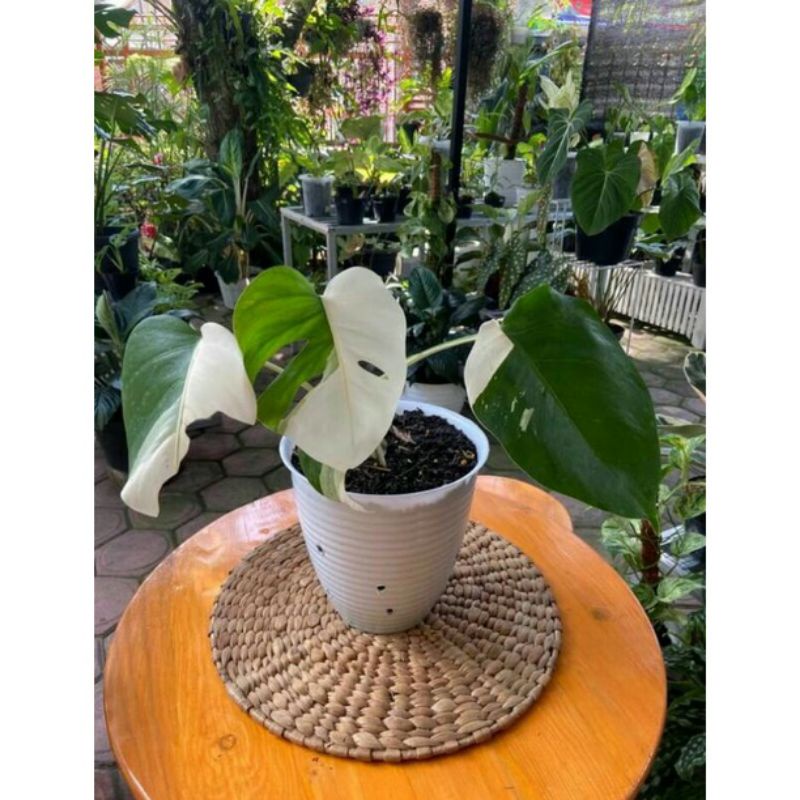 BONGGOL VARIGATA / BONGGOL VARIGATA MURAH / BONGGOL VARIGATA PAKETAN / BONGGOL MONSTERA VARIGATA