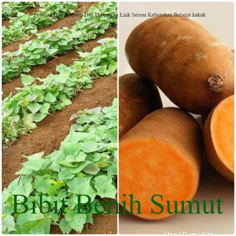 Bibit Ubi Jalar Kuning Tanaman Herbal Ubi Jalar Jepang 35 CM tanaman kebun Ubi Kuning Merambat Bila 