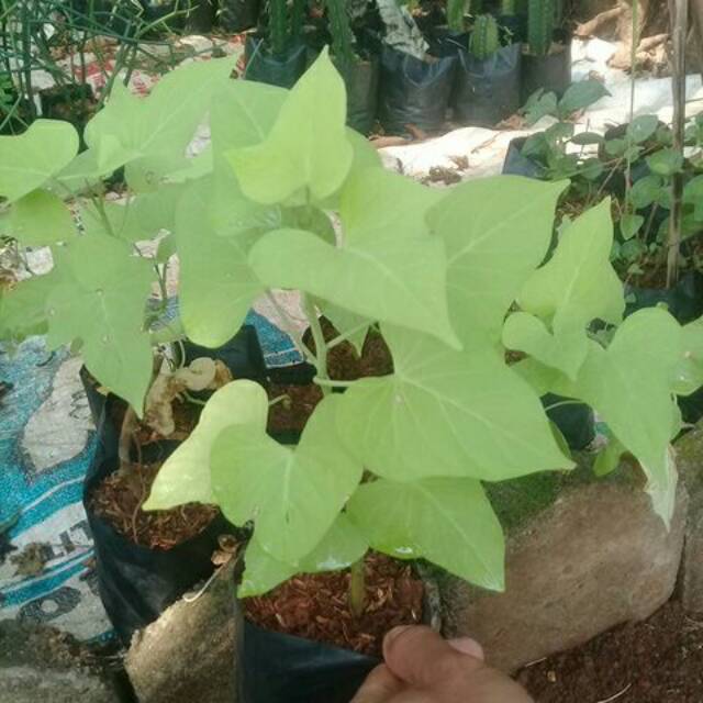 Tanaman ubi kuning bunga ungu