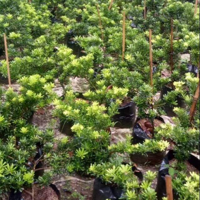 Bibit tanaman lohansung Shincuan/cincuan - bahan bonsai - mame bonsai lohansung