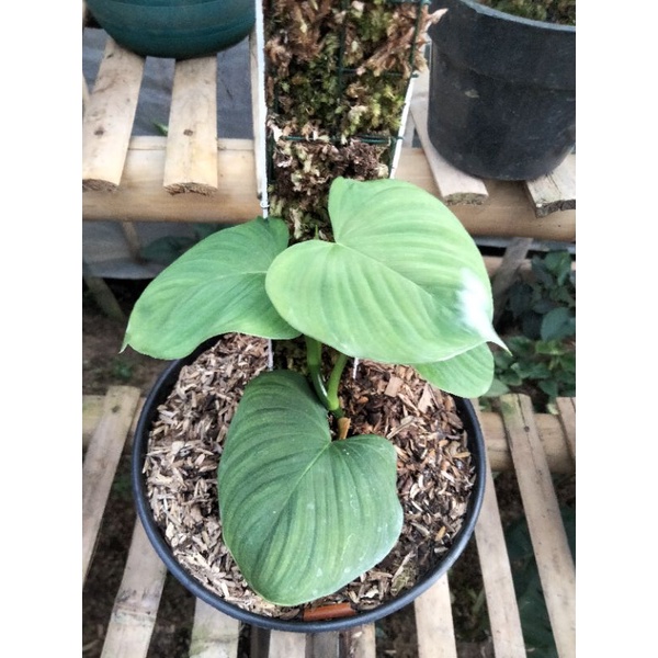 Tanaman hias Philodendron fibrae