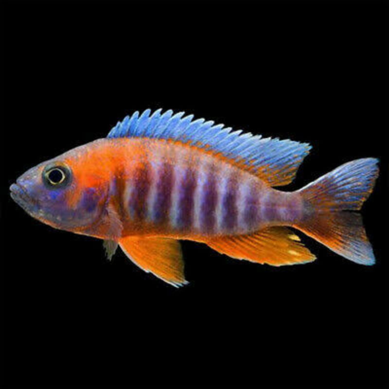 Red Eureka Cichlid