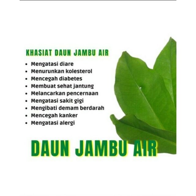 

HERBAL DAUN JAMBU AIR
