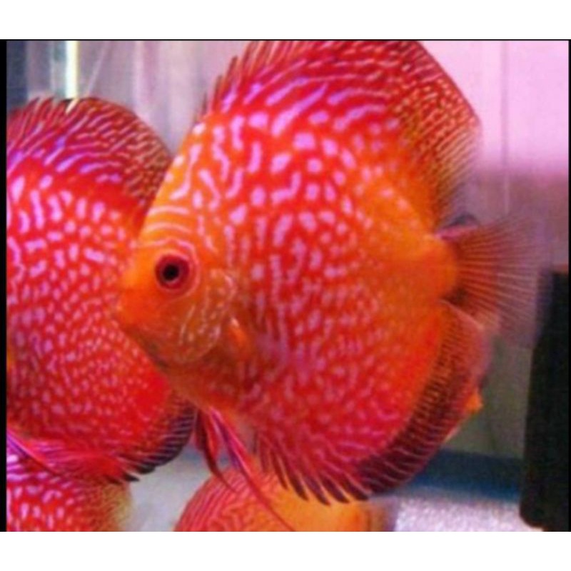 DISCUS 2 in RANDOM