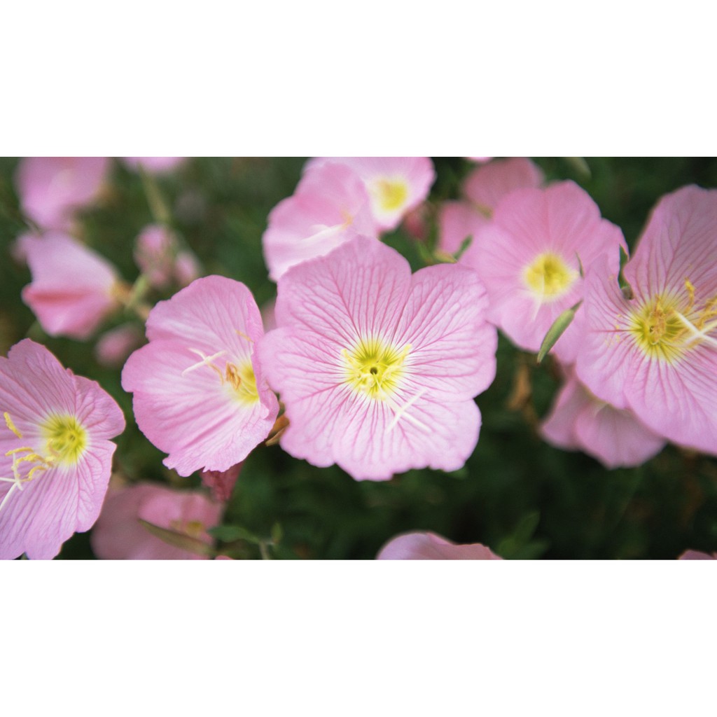 Benih Bibit Biji - Bunga Pink Evening Primrose Pinkladies Oenothera speciosa Flower Seeds - IMPORT