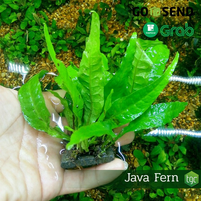 Microsorum Pteropus var. Java Fern / Kadaka Java Fern