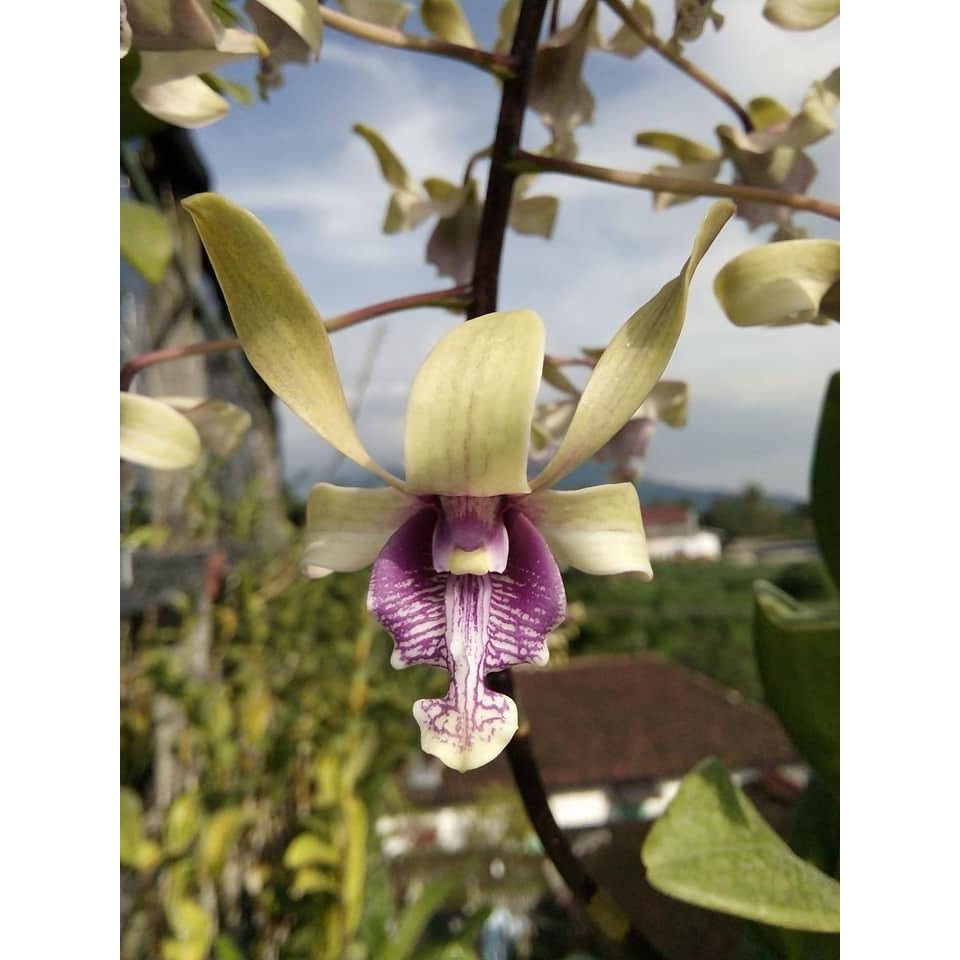 Dendrobium edfrans charming seedling