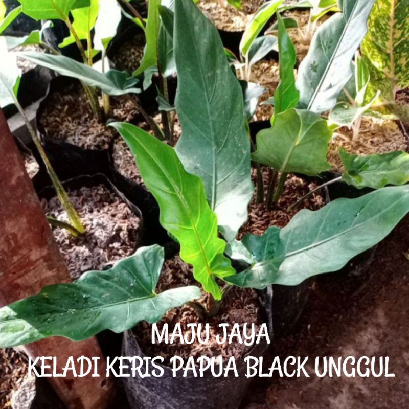 KELADI KERIS PAPUA KECIL UNGGULAN/BUNGA KELADI KERIS PAPUA
