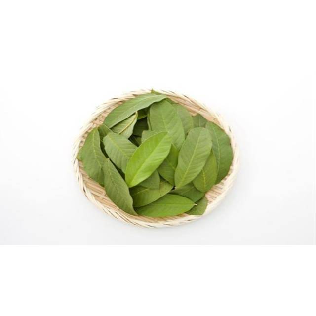 

Daun Jambu Biji