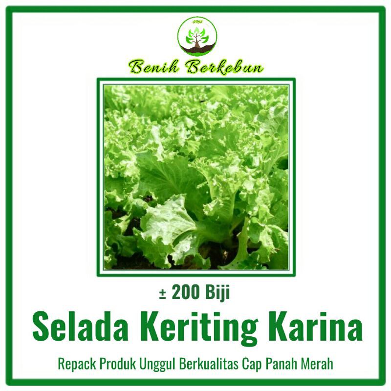 200 Benih Selada Hijau Keriting Karina (Cap Panah Merah)