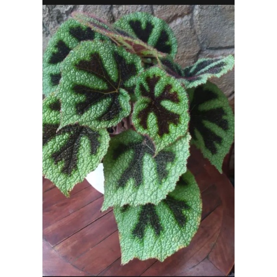 begonia iron cross/tapak macan