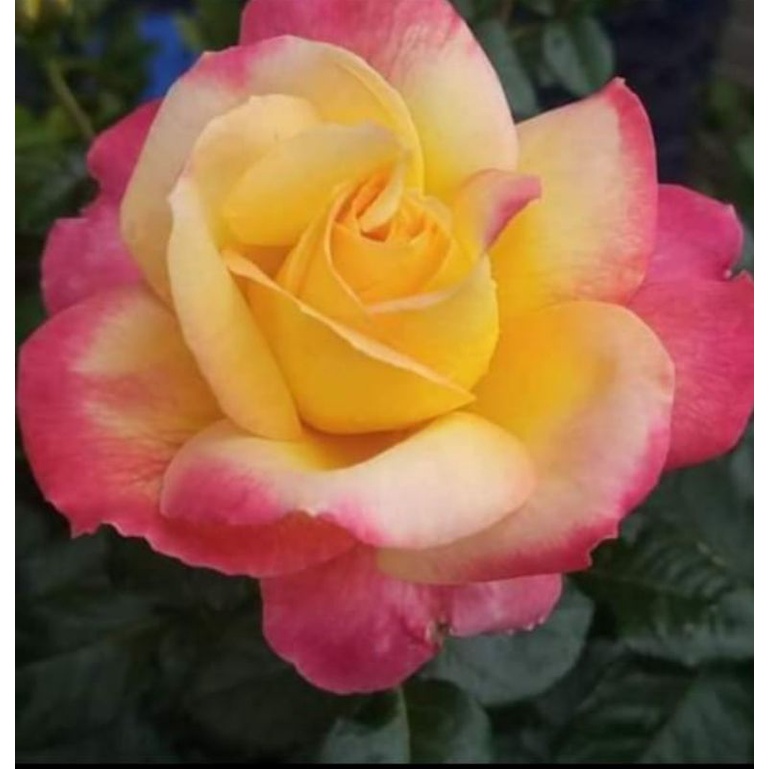 BUNGA MAWAR IMPORT SUMMER OF LOVE